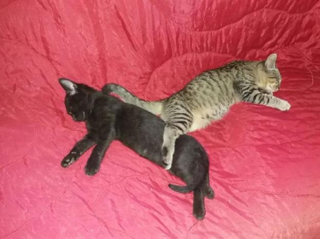 gatto_gattini_pf