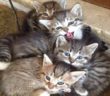 gatto_gattini_rieti_patrizia_brandi_