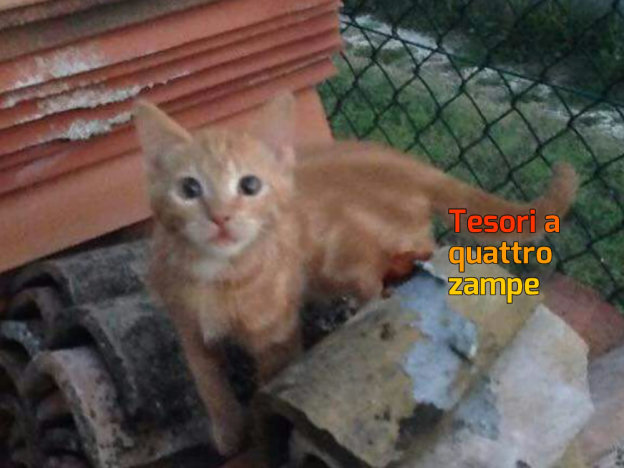 gatto_gattino_picchio_allegro_raffy
