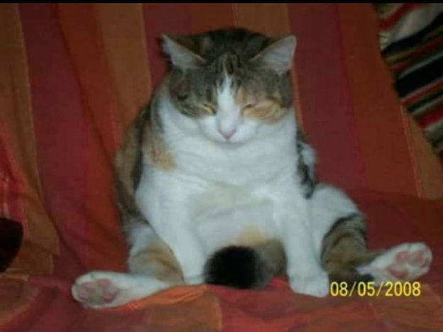 gatto_pf