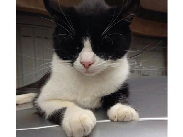 gatto_pongo_volontarie_di_rieti