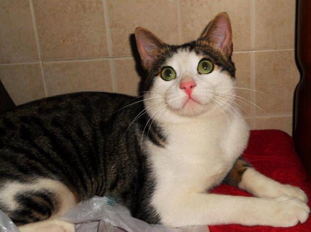 gatto_rocco_
