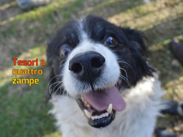 buono_cane_3-624×468