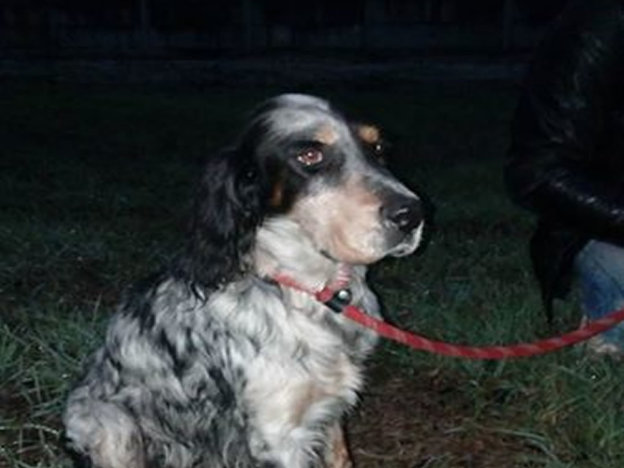 cane_setter_roberta_di_carlo_adf