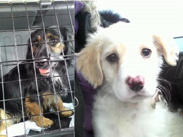 cane_adottato_martino_e_dolly_adf