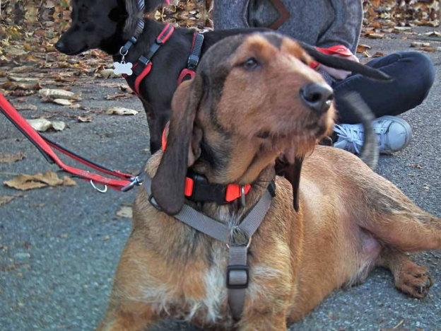 cane_arca_delle_code_bini