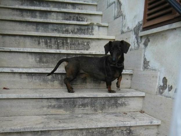 cane_bassotti_poggio_catino_pf