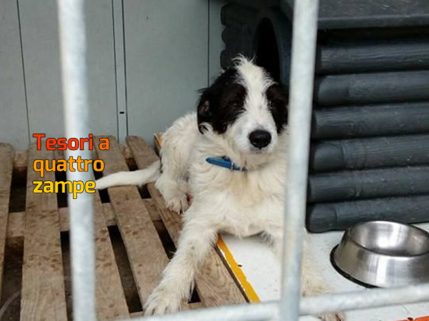cane_bianconero_sanitario_adf