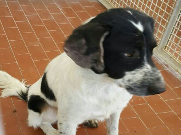 cane_bianconero_sanitario_adf