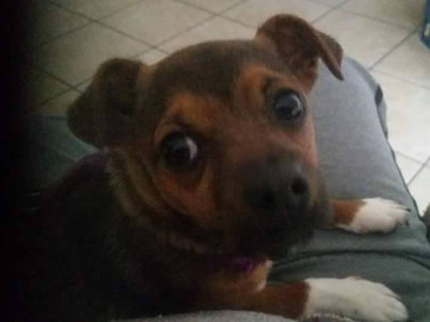 cane_briciola_adf
