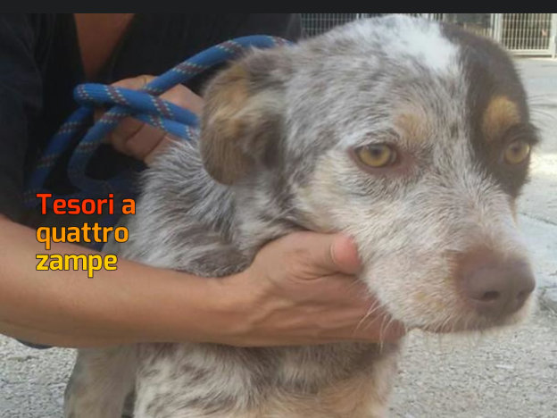 cane_cagnolina_sanitario_adf
