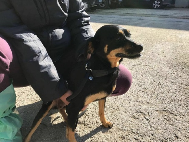 cane_cagnolina_tricolore_sanitario_af