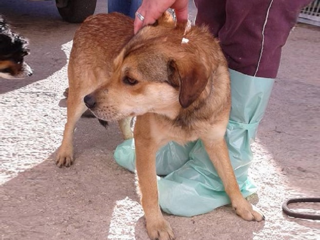 cane_cagnolino_nocciola_sanitario_adf