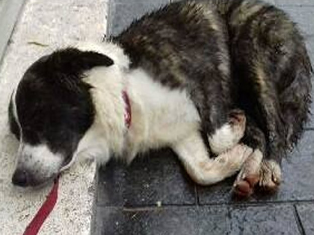 cane_cagnolone_roma_pf