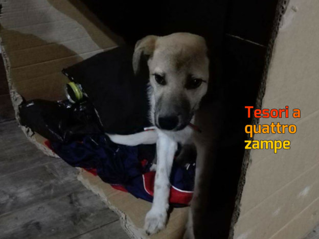 cane_campetti_foresta_cristina_pazienza