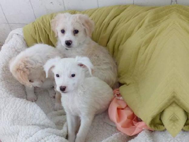 cane_cani_cagnolini_roberta_di_carlo_adf