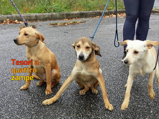 cane_cani_cuccioli_sanitario_adf