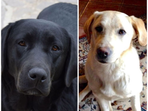 cane_cani_la_foresta_diego_ciolino