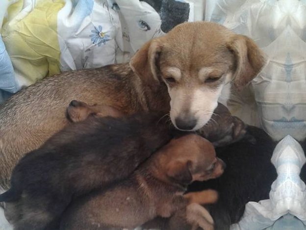 cane_cani_mamma_cucicoli_borgorose