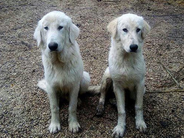 cane_cani_maremmani_katia_ferrari