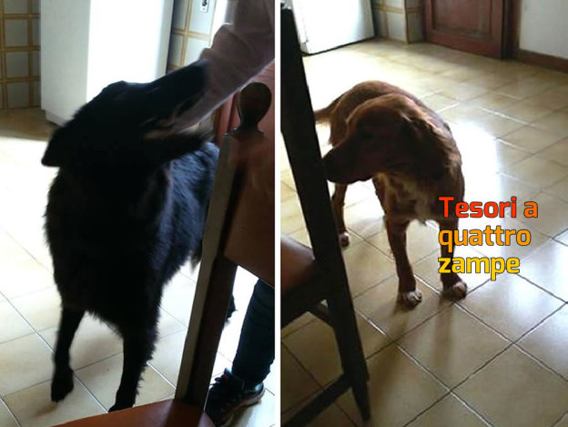 cane_cani_marina_pezzotti_monte_santa_maria