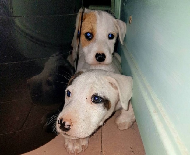 cane_cani_poggio_nativo_gianluca_marley_bisogno_gemma_caroni