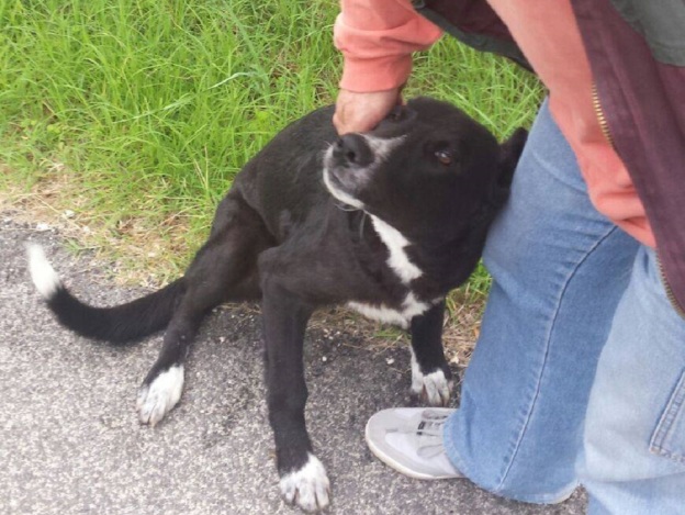 cane_cerca_stallo_p__f