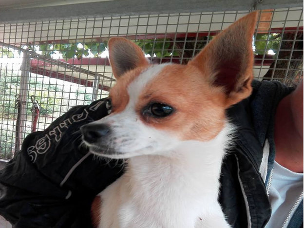 cane_chihuahua_todi_orietta_posti_gemma_caroni