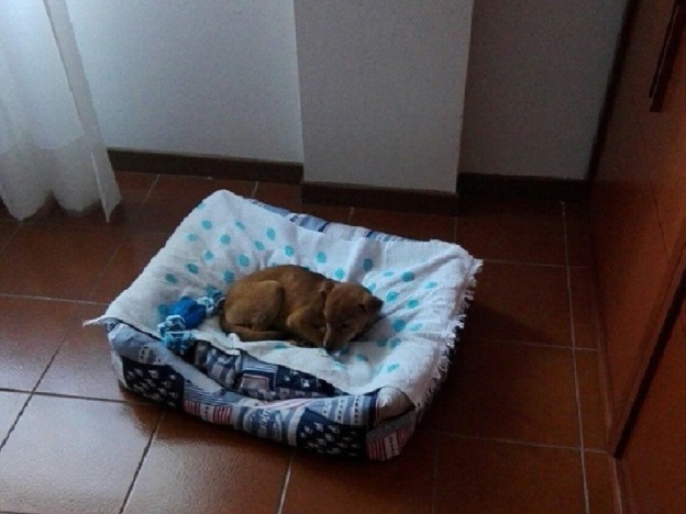 cane_cucciolo_sanitario_adf_2
