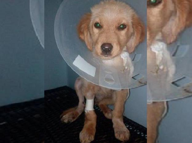 cane_cucciolo_sanitario_ferito_adf
