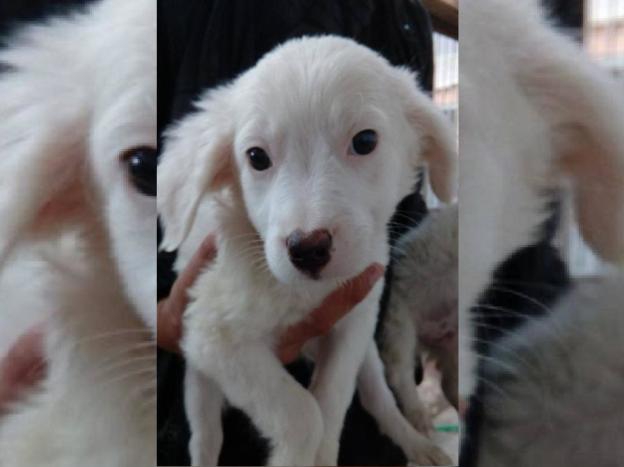 cane_cucciolo_sanitario_pecorella_adf