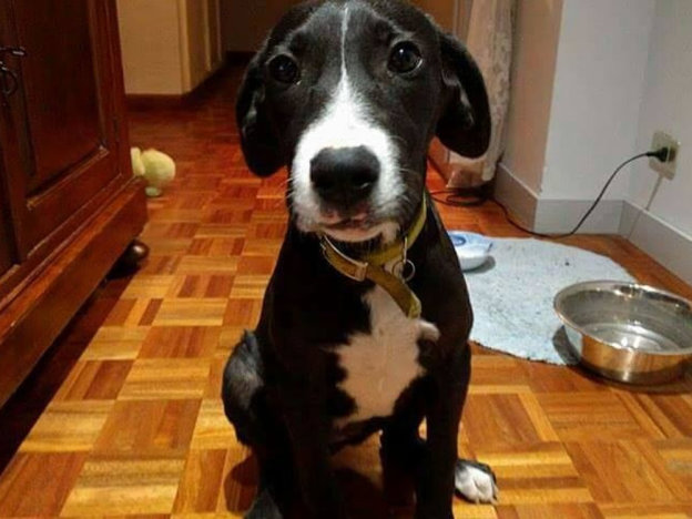 cane_daisy_adottata