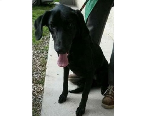 cane_emma_antonietta_palazzolo_raffy