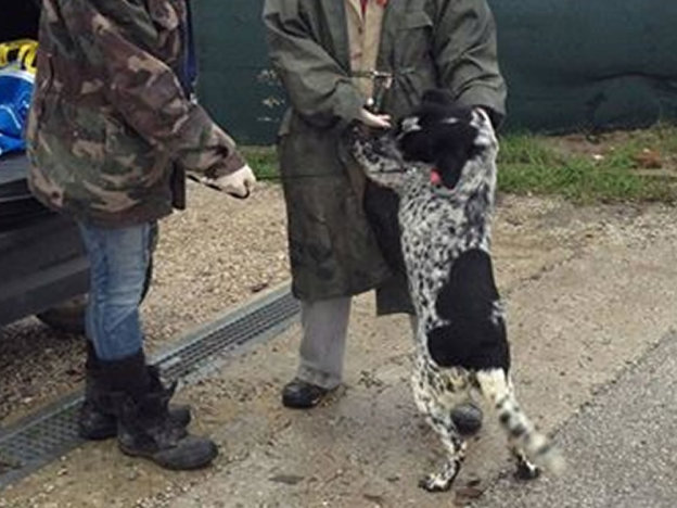 cane_enea_antonietta_palazzolo_raffy