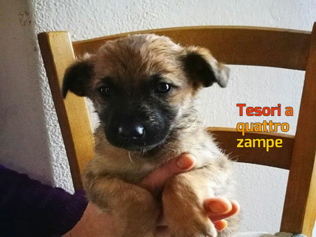 cane_femmina_adf_marrone-_chiaro