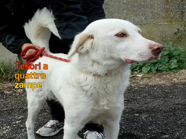 cane_femmina_bianco_sanitario_adf