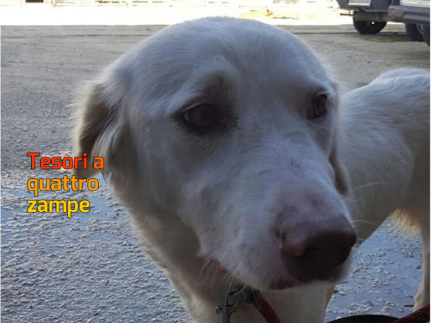 cane_femmina_sanitario_adf
