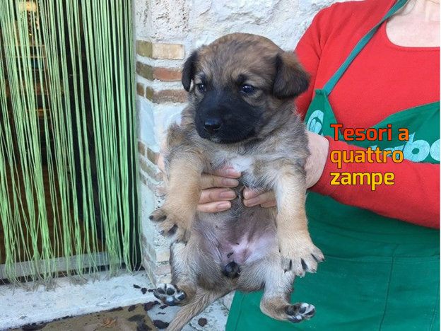 cane_femminuccia_adf_cucciolo