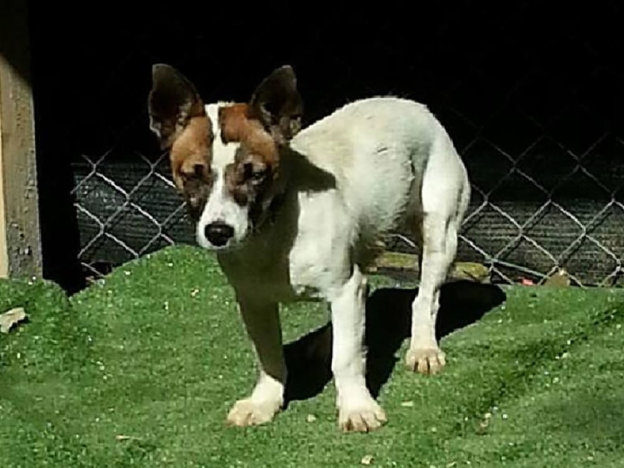 cane_jack_russell_connie_pf-999×620