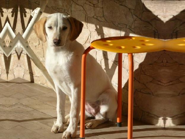 cane_jenna_laura_berardi