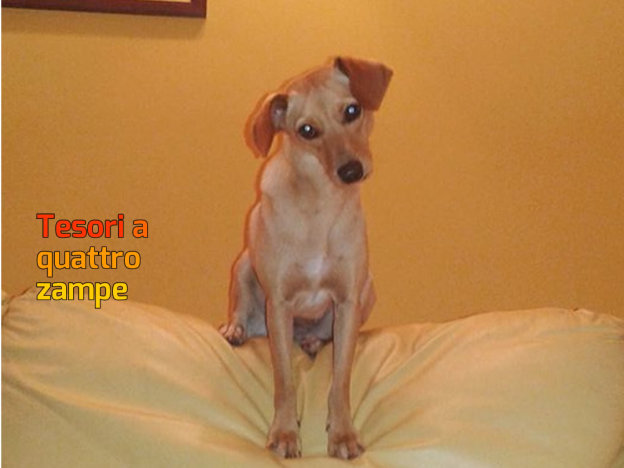 cane_lilly_pina_amato_raffy