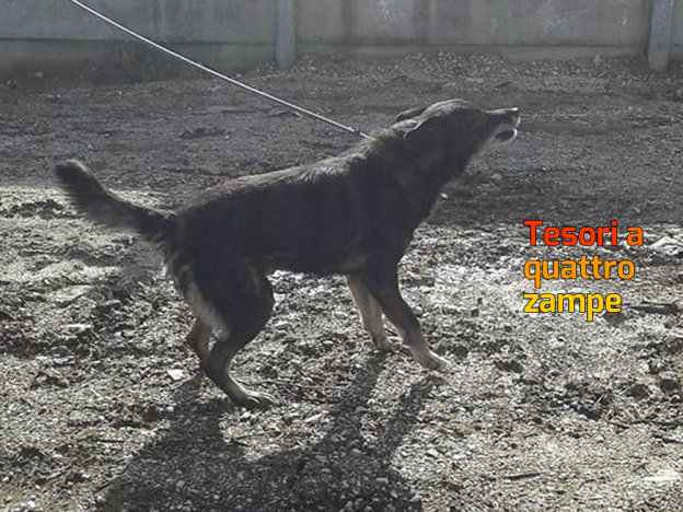 cane_marianna_cipitelli_sanitario_adf