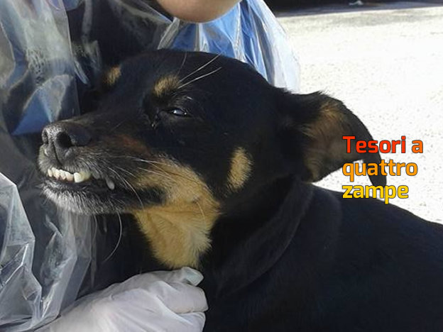 cane_marianna_cipitelli_sanitario_adf_2