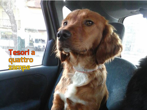 cane_marina_pezzotti_2