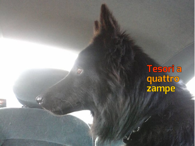 cane_marina_pezzotti_3