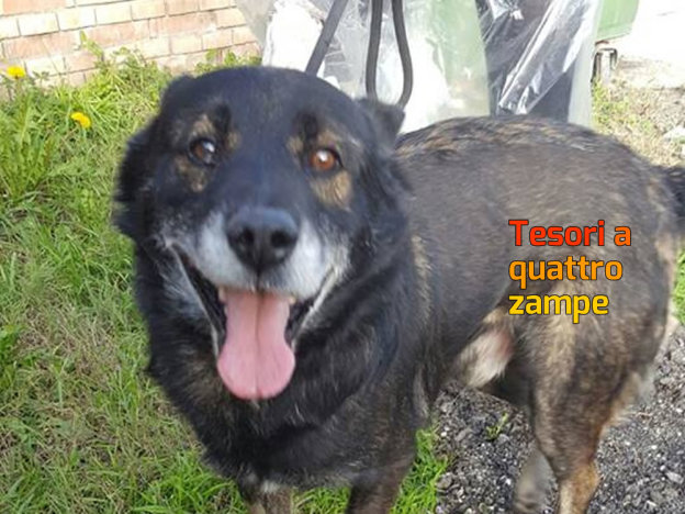 cane_maschio4_sanitario_adf