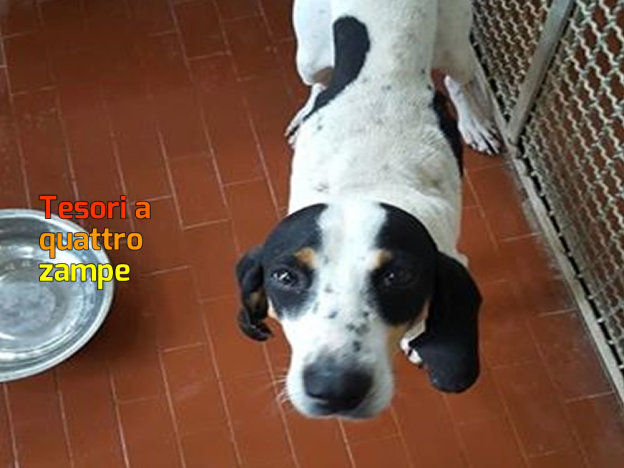 cane_maschio_sanitario_adf