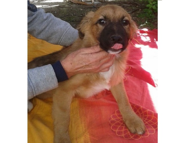 cane_memole_pelosi_da_salvare_enpa_nazionale