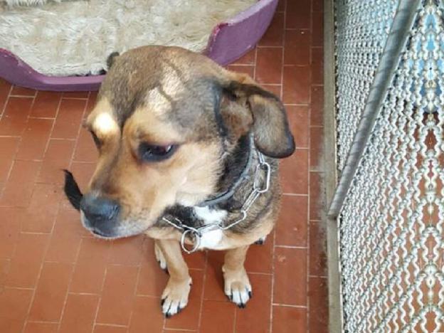 cane_mia_sanitario_adf