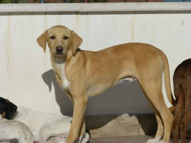 cane_michele_laura_berardi